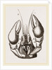 Head of Lobster by Anonymous