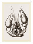 Head of Lobster by Anonymous
