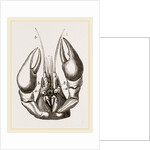 Head of Lobster by Anonymous