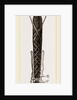 Viscera of Goat-Moth by Anonymous