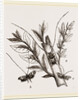 Acanthocinus aedilis and dela by Anonymous