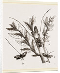 Acanthocinus aedilis and dela by Anonymous