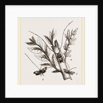 Acanthocinus aedilis and dela by Anonymous