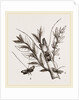 Acanthocinus aedilis and dela by Anonymous
