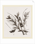 Acanthocinus aedilis and dela by Anonymous