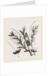 Acanthocinus aedilis and dela by Anonymous