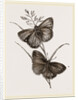 Ringlet Butterfly and Poa Grass by Anonymous