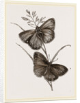 Ringlet Butterfly and Poa Grass by Anonymous