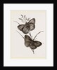 Ringlet Butterfly and Poa Grass by Anonymous