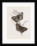 Ringlet Butterfly and Poa Grass by Anonymous