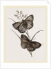 Ringlet Butterfly and Poa Grass by Anonymous