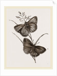 Ringlet Butterfly and Poa Grass by Anonymous