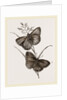 Ringlet Butterfly and Poa Grass by Anonymous