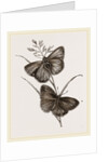 Ringlet Butterfly and Poa Grass by Anonymous