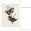 Ringlet Butterfly and Poa Grass by Anonymous