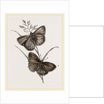 Ringlet Butterfly and Poa Grass by Anonymous