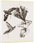 Humming-bird Moth and Honeysuckle by Anonymous