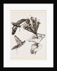 Humming-bird Moth and Honeysuckle by Anonymous