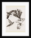 Humming-bird Moth and Honeysuckle by Anonymous