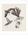 Humming-bird Moth and Honeysuckle by Anonymous