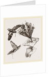 Humming-bird Moth and Honeysuckle by Anonymous