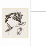 Humming-bird Moth and Honeysuckle by Anonymous