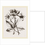 Yellow Azalea by Anonymous