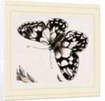 Marbled Butterfly by Anonymous