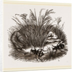 Neerophorus Sepultor and Frog by Anonymous