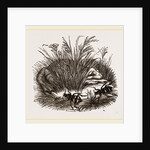 Neerophorus Sepultor and Frog by Anonymous