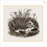 Neerophorus Sepultor and Frog by Anonymous