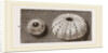 Egg of Angleshades Moth and Sea-Egg by Anonymous
