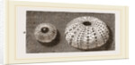 Egg of Angleshades Moth and Sea-Egg by Anonymous
