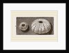 Egg of Angleshades Moth and Sea-Egg by Anonymous