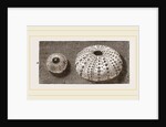 Egg of Angleshades Moth and Sea-Egg by Anonymous