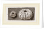 Egg of Angleshades Moth and Sea-Egg by Anonymous