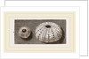 Egg of Angleshades Moth and Sea-Egg by Anonymous
