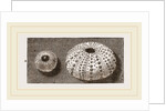 Egg of Angleshades Moth and Sea-Egg by Anonymous