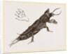 Mole-Cricket by Anonymous