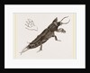 Mole-Cricket by Anonymous