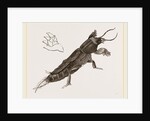 Mole-Cricket by Anonymous