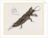Mole-Cricket by Anonymous