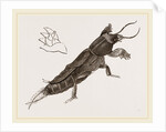 Mole-Cricket by Anonymous