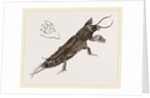 Mole-Cricket by Anonymous