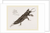 Mole-Cricket by Anonymous