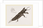 Mole-Cricket by Anonymous
