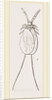 Cochineal Insects by Anonymous