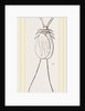 Cochineal Insects by Anonymous