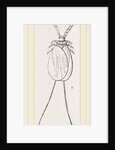 Cochineal Insects by Anonymous