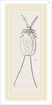 Cochineal Insects by Anonymous